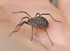 Odiellus lendlii