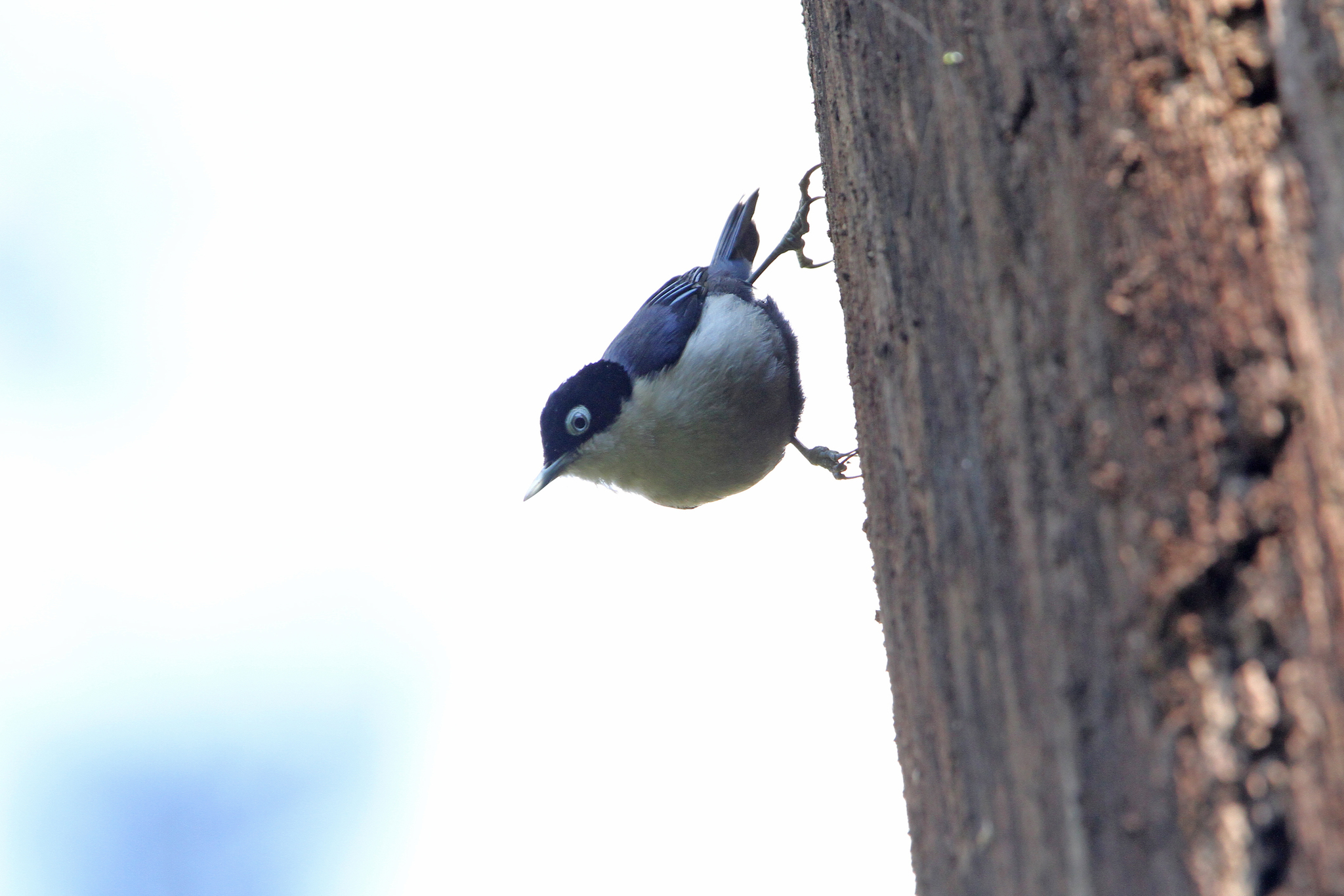 Blue Nuthatch