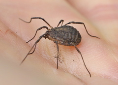 Odiellus lendlii