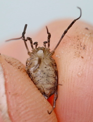 Odiellus lendlii