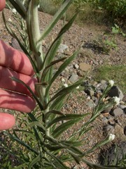 Pseudognaphalium leucocephalum