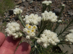 Pseudognaphalium leucocephalum