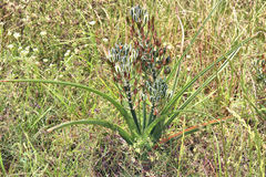 Albuca longifolia