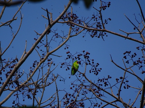 Yellow-throated Hanging Parrot (Loriculus pusillus), photo 10