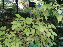 Laburnum × watereri