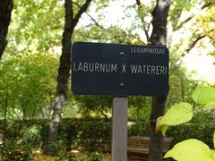 Laburnum × watereri