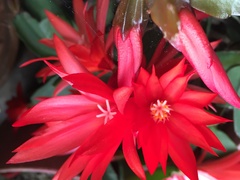 Rhipsalidopsis gaertneri