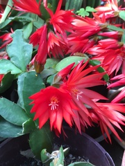 Rhipsalidopsis gaertneri