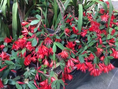 Rhipsalidopsis gaertneri