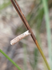 Hemibela