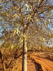 Brachychiton gregorii