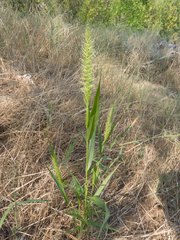 Setaria grisebachii