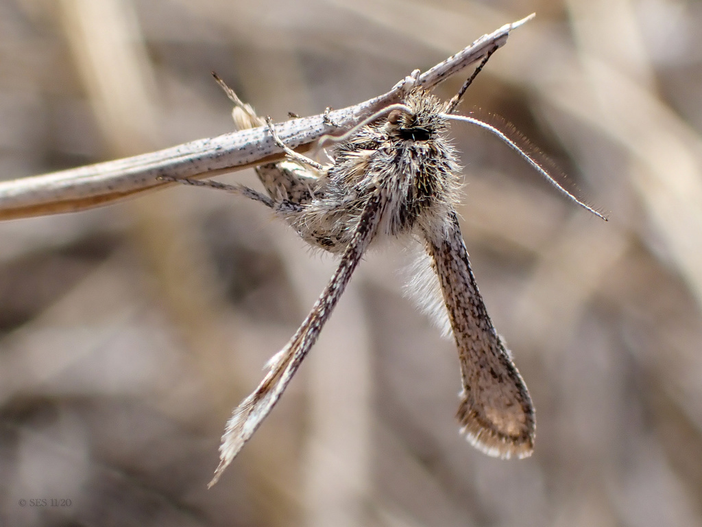 Zenodoxus canescens