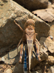 Leprus
