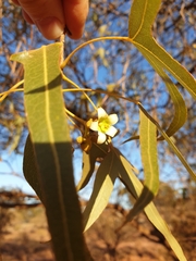 Brachychiton gregorii