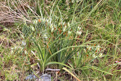 Albuca longifolia