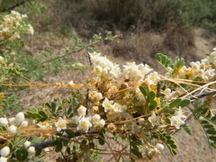 Cuscuta indecora