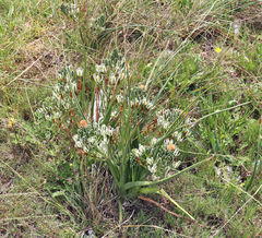 Albuca longifolia