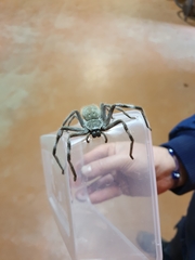 Holconia nigrigularis