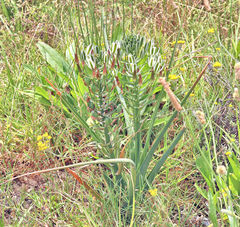 Albuca longifolia