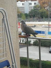 Streptopelia decaocto