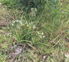 Albuca longifolia