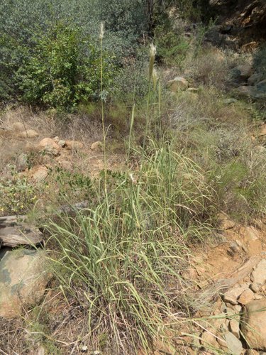 Bothriochloa barbinodis