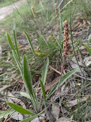 Plantago varia