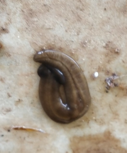 Diversibipalium keshavi