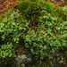Large-leaved Cladonia - Photo (c) anonymous, some rights reserved (CC BY-SA)
