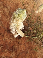 Ptilotus xerophilus
