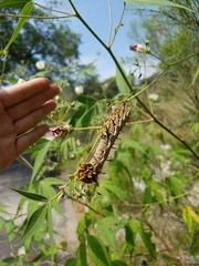Citheronia splendens