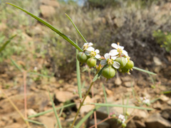Euphorbia florida