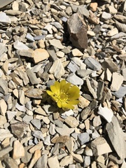 Ranunculus scrithalis