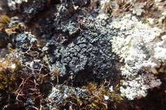 Fuscopannaria subimmixta