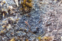 Fuscopannaria subimmixta