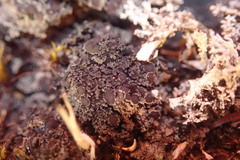 Fuscopannaria subimmixta