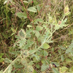 Argemone platyceras