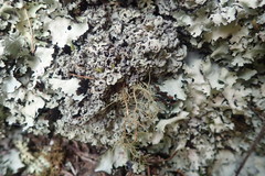 Heterodermia obscurata