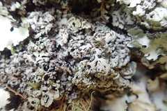 Heterodermia obscurata