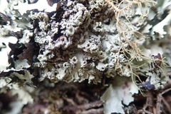 Heterodermia obscurata