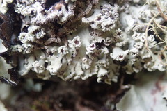 Heterodermia obscurata