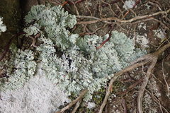 Heterodermia obscurata