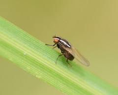 Poecilohetaerus aquilus