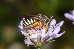 Paraanthidium