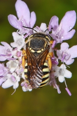 Paraanthidium