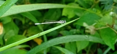 Agriocnemis pieris