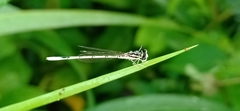 Agriocnemis pieris