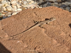 Amphibolurinae