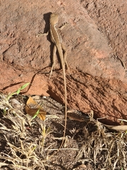 Amphibolurinae